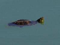 Pond Slider - Testuggine palustre americana - Trachemys scripta