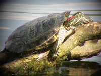 maudoc.com • Pond Slider - Testuggine palustre americana - Trachemys scripta •  testuggineorerosse01.jpg   T. s. elegans : Tartaruga acquatica orecchie rosse