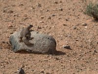 maudoc.com • Moroccan Spiny-tailed Lizard - Uromastyx nigriventris •  IMG_7962.jpg : Uromastice