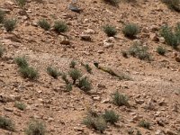 maudoc.com • Moroccan Spiny-tailed Lizard - Uromastyx nigriventris •  IMG_8035.jpg : Uromastice