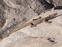 Water Monitor - Varano del Nilo - Varanus niloticus