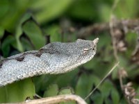 maudoc.com • Horned Viper - Vipera dal corno - Vipera ammodytes •  IMG_7851.jpg : Vipera dal corno