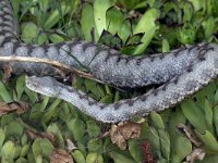 maudoc.com • Horned Viper - Vipera dal corno - Vipera ammodytes •  IMG_7859.jpg : Vipera dal corno