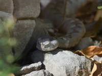 maudoc.com • Horned Viper - Vipera dal corno - Vipera ammodytes •  viperacorno01.jpg : Vipera dal corno