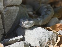 maudoc.com • Horned Viper - Vipera dal corno - Vipera ammodytes •  viperacorno02.jpg : Vipera dal corno