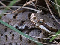 maudoc.com • Viper - Vipera - Vipera aspis •  IMG_4486.jpg : Vipera