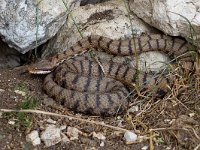 maudoc.com • Viper - Vipera - Vipera aspis •  vipera01.jpg : Vipera