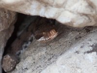 Viper - Vipera - Vipera aspis