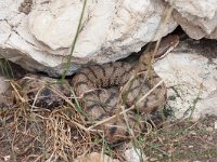 maudoc.com • Viper - Vipera - Vipera aspis •  vipera04.jpg : Vipera