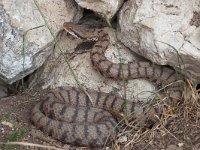 maudoc.com • Viper - Vipera - Vipera aspis •  vipera05.jpg : Vipera