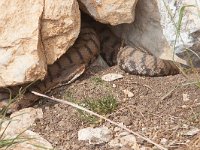 maudoc.com • Viper - Vipera - Vipera aspis •  vipera06.jpg : Vipera