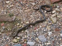 maudoc.com • Aesculapian Snake - Saettone - Zamenis longissimus •  saettone06.jpg : Saettone