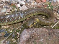 maudoc.com • Aesculapian Snake - Saettone - Zamenis longissimus •  saettone11.jpg : Saettone