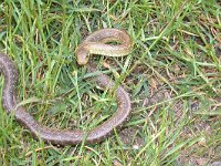 maudoc.com • Aesculapian Snake - Saettone - Zamenis longissimus •  saettone17.jpg : Saettone