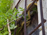 maudoc.com • Aesculapian Snake - Saettone - Zamenis longissimus •  saettone IMG 3122.jpg : Saettone