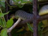 maudoc.com • Aesculapian Snake - Saettone - Zamenis longissimus •  saettone IMG 5093.jpg : Saettone