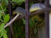 maudoc.com • Aesculapian Snake - Saettone - Zamenis longissimus •  saettone IMG 5096.jpg : Saettone