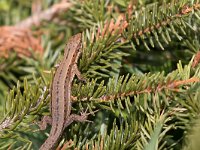 maudoc.com • Viviparous Lizard - Lucertola vivipara - Zootoca vivipara •  IMG_2392.jpg : Lucertola vivipara