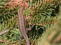 maudoc.com • Viviparous Lizard - Lucertola vivipara - Zootoca vivipara •  IMG_2399.jpg : Lucertola vivipara