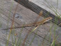 maudoc.com • Viviparous Lizard - Lucertola vivipara - Zootoca vivipara •  IMG_2569.jpg : Lucertola vivipara