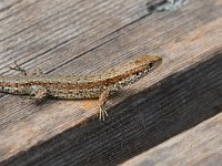 Viviparous Lizard - Lucertola vivipara - Zootoca vivipara