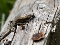 maudoc.com • Viviparous Lizard - Lucertola vivipara - Zootoca vivipara •  IMG_2602.jpg : Lucertola vivipara