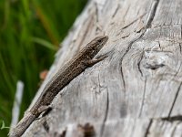 maudoc.com • Viviparous Lizard - Lucertola vivipara - Zootoca vivipara •  IMG_2608.jpg : Lucertola vivipara