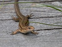 maudoc.com • Viviparous Lizard - Lucertola vivipara - Zootoca vivipara •  IMG_2622.jpg : Lucertola vivipara