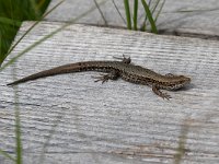 maudoc.com • Viviparous Lizard - Lucertola vivipara - Zootoca vivipara •  IMG_2625.jpg : Lucertola vivipara