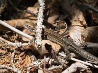 maudoc.com • Viviparous Lizard - Lucertola vivipara - Zootoca vivipara •  IMG_8936.jpg   ssp. carniolica : Lucertola vivipara