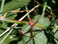 maudoc.com • more... •  DSCN2933.jpg   Barbitistes alpinus? : Insetto