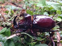 maudoc.com • more... •  IMG_0038.jpg   Oryctes nasicornis