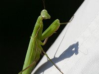 maudoc.com • more... •  IMG_0884.jpg   Mantis religiosa : Insetto, Mantide religiosa