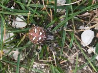 maudoc.com • more... •  IMG_1699.jpg   Araneus quadratus