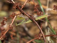 maudoc.com • more... •  IMG_2313.jpg   Mantis religiosa : Mantide religiosa