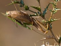 maudoc.com • more... •  IMG_2319.jpg   Mantis religiosa : Mantide religiosa