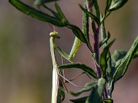 maudoc.com • more... •  IMG_2704.jpg   Mantis religiosa : Mantide religiosa