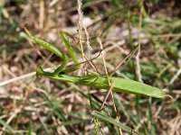 maudoc.com • more... •  IMG_2743.jpg   Mantis religiosa : Insetto, Mantide religiosa