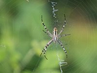 maudoc.com • more... •  IMG_4365.jpg   Argiope bruennichi : Ragno