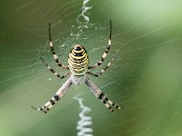 maudoc.com • more... •  IMG_4370.jpg   Argiope bruennichi : Ragno