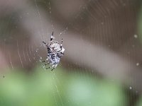 maudoc.com • more... •  IMG_4375.jpg   Araneus angulatus : Ragno