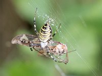 maudoc.com • more... •  IMG_4395.jpg   Argiope bruennichi : Ragno