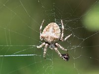 maudoc.com • more... •  IMG_4398.jpg   Araneus angulatus : Ragno