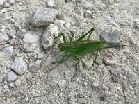 maudoc.com • more... •  IMG_4552.jpg   Tettigonia cantans : Cavalletta