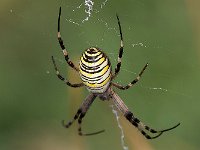 maudoc.com • more... •  IMG_7601.jpg   Argiope bruennichi : Ragno