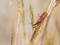 maudoc.com • more... •  IMG_8140.jpg   Rhynocoris sp. : Insetto