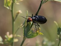 maudoc.com • more... •  IMG_8544.jpg   Cantharis fusca : Insetto