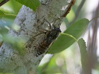 maudoc.com • more... •  IMG_9021.jpg   Cicada orni : Cicala