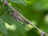 maudoc.com • more... •  IMG_9083.jpg   Argiope bruennichi : Ragno