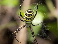 maudoc.com • more... •  IMG_9086.jpg   Argiope bruennichi : Ragno